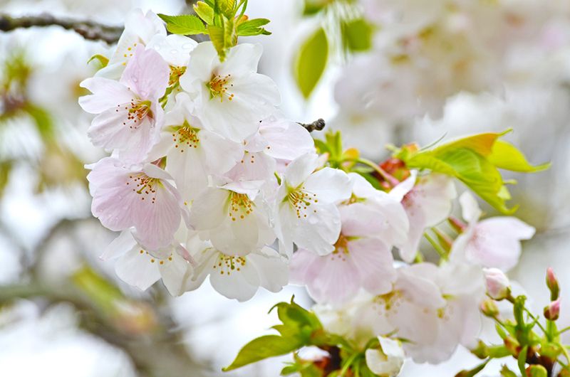 Hoa anh đào Sakura